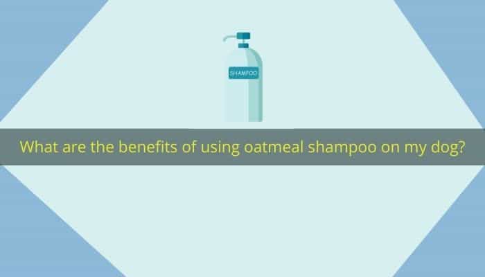 What are the benefits of using oatmeal shampoo on my dog