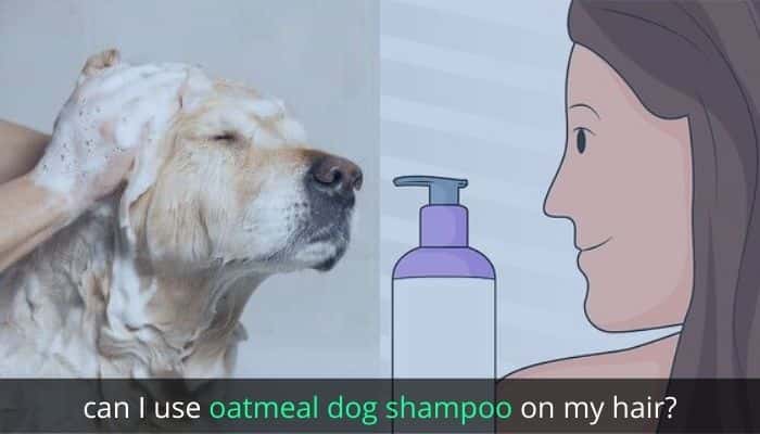 can i use oatmeal dog shampoo on my hair