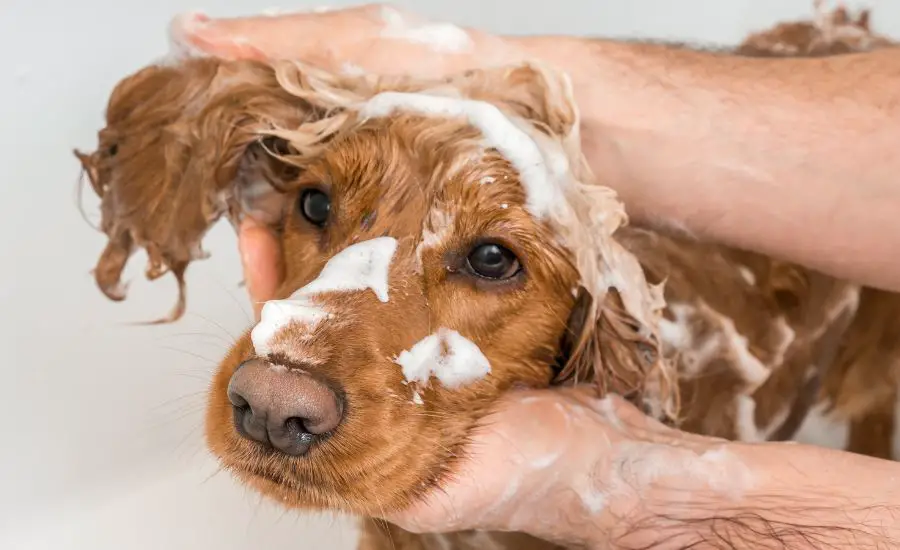 shampoo for dog 11