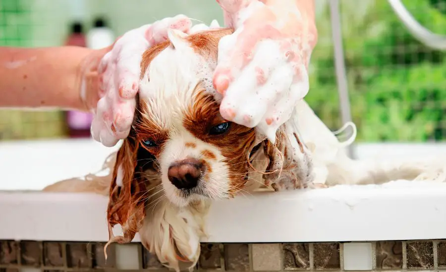shampoo for dog 14